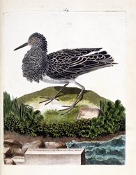 動物学図版（鳥類学）：エリマキシギ、または雄のウミクジャク（エリマキシギまたはPhilomachus pugnax）。フランソワ・ニコラ・マルティネ（1731-1800）著『見え方と感覚的側面に描かれた鳥類史』の挿絵。個人蔵