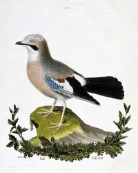 動物図鑑（鳥類学）：ギアイ（チャネル・カケス、garrulus glandarius）。フランソワ・ニコラ・マルティネ（1731-1800）の『外観と感覚で描かれた鳥類の歴史』の挿絵。個人蔵。
