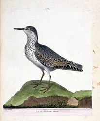 動物図鑑（鳥類学）：灰色のマウベシ（紫色のくちばしまたはcalidris maritima）。フランソワ・ニコラ・マルティネ（1731-1800）による「外観と感覚で描かれた鳥類の歴史」の挿絵。個人蔵。