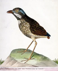 動物図鑑（鳥類学）：カイエンの四天王（grallaire king or grallaria varia）。フランソワ・ニコラ・マルティネ（1731-1800）の『外観と感覚で描かれた鳥類の歴史』の挿絵。個人蔵