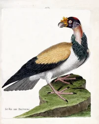 動物図鑑（鳥類学）：ハゲタカの王様（サルコランフキングまたはサルコランフスパパ）。フランソワ・ニコラ・マルティネ（1731-1800）の『外観と感覚で描かれた鳥類の歴史』の挿絵。個人蔵。