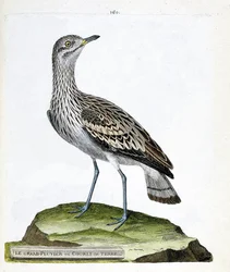 動物図鑑（鳥類学）：大型のチドリやカラス（oedicneme criard (Burhinus oedicnemus).フランソワ・ニコラ・マルティネ（1731-1800）の「外観と感覚的な面で描かれた鳥類の歴史」の図版。個人蔵。