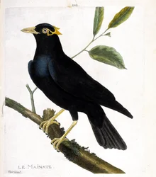 動物図鑑（鳥類学）：枝の上のメナート（宗教的メナート、gracula religiosa）。フランソワ・ニコラ・マルティネ（1731-1800）の「外観と感覚的な面で描かれた鳥類の歴史」の挿絵。個人蔵。