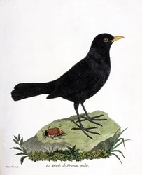 動物図鑑（鳥類学）：クロウタドリのオス（black blackbird or turdus merula）。フランソワ・ニコラ・マルティネ（1731-1800）の「外観と感覚的な面で描かれた鳥類の歴史」の挿絵。個人蔵。