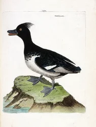 動物図鑑（鳥類学）：モリオン（Scamup morillon or Aythia fuligula）。フランソワ・ニコラ・マルティネ（1731-1800）の「外観と感覚的な面で描かれた鳥類の歴史」の図版。個人蔵。
