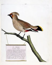 動物図鑑（鳥類学）：枝についた天然サイズのジャスパーまたはボアジャスパー（bombycilla garrulus）。フランソワ・ニコラ・マルティネ（1731-1800）の「外観と感覚的な面で描かれた鳥類の歴史」の挿絵。個人蔵