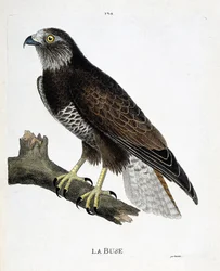 動物図鑑（鳥類学）：枝についたノズル（可変ノズルまたはブテオ・ブテオ）。フランソワ・ニコラ・マルティネ（1731-1800）の「外観と感覚的な面で描かれた鳥類の歴史」の挿絵。個人蔵。