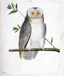 動物図鑑（鳥類学）：枝の上のフクロウ（Barn Owl or Tyto Alba）。フランソワ・ニコラ・マルティネ（1731-1800）の「外観と感覚的な面で描かれた鳥類の歴史」の挿絵。個人蔵。