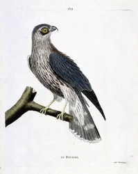 動物図鑑（鳥類学）：枝に乗ったロック（エメリヨンハヤブサまたはファルコ・コロンバリウス）。フランソワ・ニコラ・マルティネ（1731-1800）の「外観と感性で描かれた鳥類の歴史」の挿絵。個人蔵。