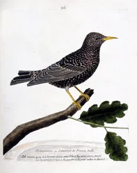 動物図鑑（鳥類学）：枝の上のムクドリまたはサンショウクイ（ムクドリまたはsturnus vulgaris）。フランソワ・ニコラ・マルティネ（1731-1800）の「外観と感性で描かれた鳥類の歴史」の挿絵。個人蔵。