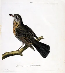 動物図鑑（鳥類学）：枝の上のツグミ（通称：カランドロット）。フランソワ・ニコラ・マルティネ（1731-1800）の『外観と感覚で描かれた鳥類の歴史』の挿絵。個人蔵。