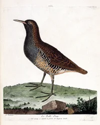 動物図鑑（鳥類学）：ミズオオトカゲ（rallus aquaticus）。フランソワ・ニコラ・マルティネ（1731-1800）の『外観と感覚で描かれた鳥類の歴史』の挿絵。個人蔵。
