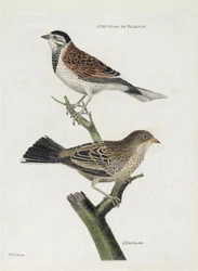 動物図鑑（鳥類学）：上から下へ。枝にいるヨシノボリ（Emberiza schoeniclus）とオオルリ（Ortolan Sparrow or Emberiza hortulana）。"外観と感性の面で描かれた鳥類の歴史 "のイラスト