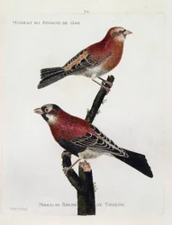 動物図鑑（鳥類学）：上から下へ。シャム王国のスズメ(Crimson Roselin or carpodacus eruthrinus)とトンキン王国のスズメ(Tonkin)が枝にとまっている。鳥類の歴史をその姿と相似形で描いたもの」のイラスト