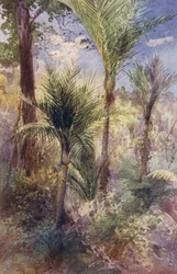 ニュージーランドニカウ・パームス（カラーリトグラフ）