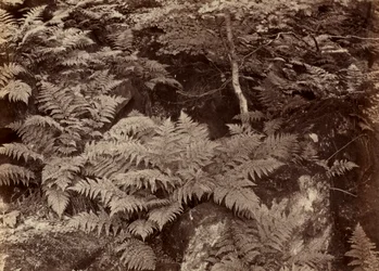 無題のシダの研究、1870年代後半。