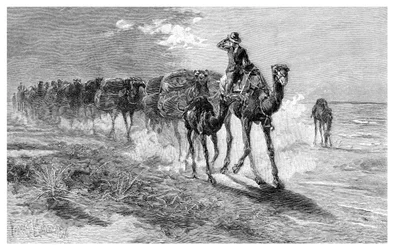 羊毛を運ぶラクダ、1886年。