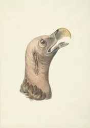 ミミハゲワシ (Otogyps auricularis Daud) の頭