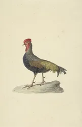 ソネラートのホウエン