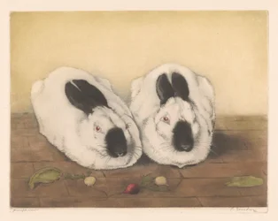 2 つのヒマラヤのウサギ