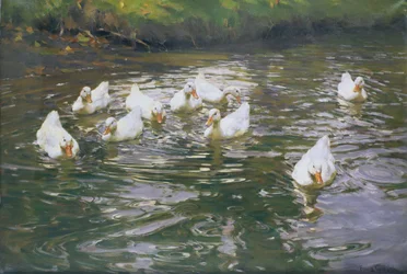 水に白いアヒル