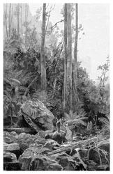 1886年、オーストラリアのブルーマウンテンのガリー。