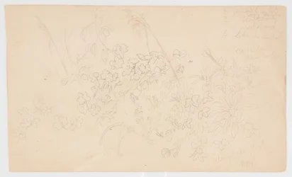 植物のスケッチ
