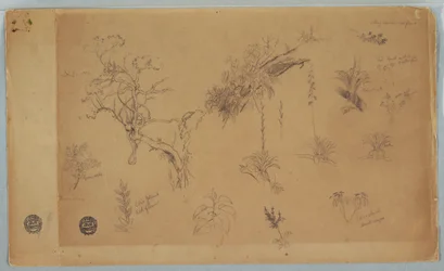 素描《コロンビアまたはエクアドルからの13の植物学的研究グループ》1853年