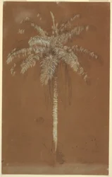 1865年6月、ジャマイカ、サルス山、アバイ・パーム。