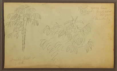 素描、植物スケッチ、1857年
