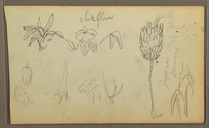 素描、植物スケッチ、1857年