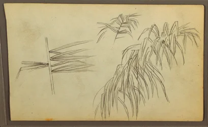 素描、植物スケッチ、1857年