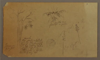 素描、植物スケッチ、1865年7月