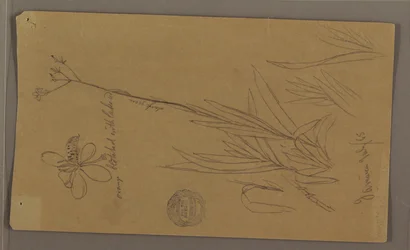 デッサン、植物の細部を示す植物スケッチ、ジャマイカ、1865年7月