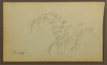 素描、植物スケッチ；裏面：植物スケッチ、1857年