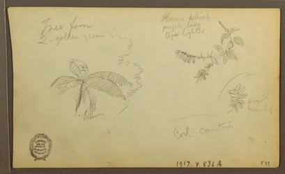 素描、植物スケッチ；裏面：植物スケッチ、1857年