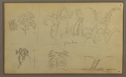 素描、植物スケッチ；裏面：トカゲ、ヤシ、1857年