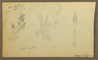 素描、植物スケッチ、家；植物スケッチ、1857年