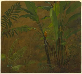 デッサン、西インド諸島ジャマイカの植物学、1887年6月