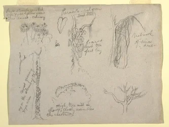 デッサン、コロンビア、マグダレナ川での植物学的研究：  寄生虫、枯れ木、1853年