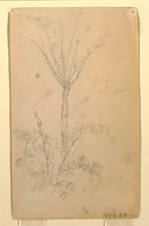 素描、樹木の植物学的研究、1857年5月-6月