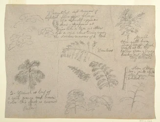 デッサン、コロンビア、マグダレナ川から見た植物学、1853年