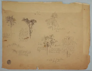 デッサン、飛ぶオウムと植物学、コロンビア、ボキア、1853年7月