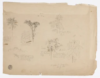 デッサン。  コロンビアの植物スケッチ。