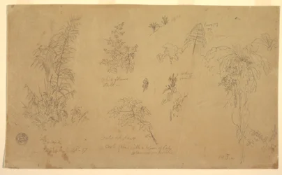 デッサン、植物スケッチ、「ヨリエの近く」、1857年7月23日