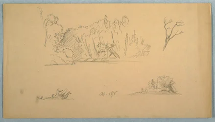 デッサン、植物スケッチ：木、海岸の木々、1876年9月