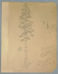 デッサン、センチュリープラント、リュウゼツラン、ジャマイカ、1865年6月14日