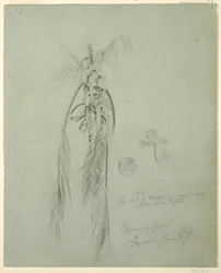 ドローイング、ココナッツ・パーム、ジャマイカ、1865年6月14日