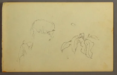 頭を掻く牛、葉の植物、1844年頃のデッサン