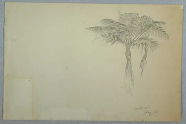 デッサン、シダの木の習作、ジャマイカ、1865年8月